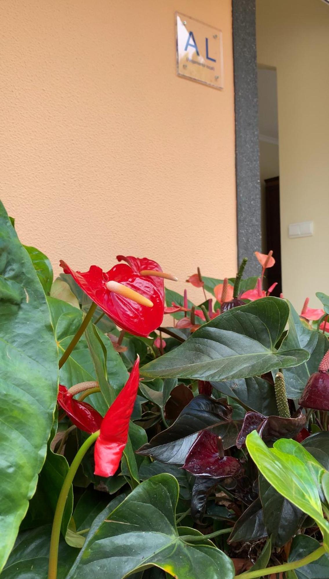 Pana House Daire Calheta  Dış mekan fotoğraf